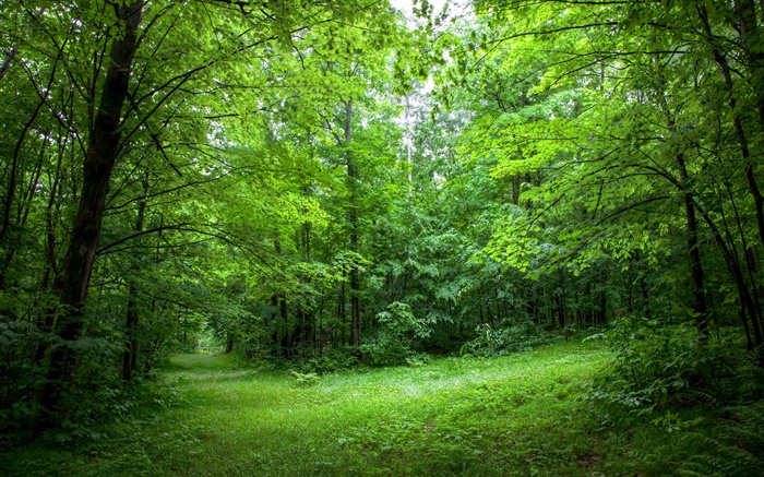 Été, forêt, les arbres, les feuilles, l'herbe verte Fonds d'écran, image