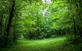 Été, forêt, les arbres, les feuilles, l'herbe verte