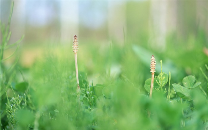 l'herbe d'été close-up, vert Fonds d'écran, image