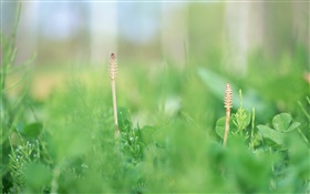 l'herbe d'été close-up, vert HD Fonds d'écran