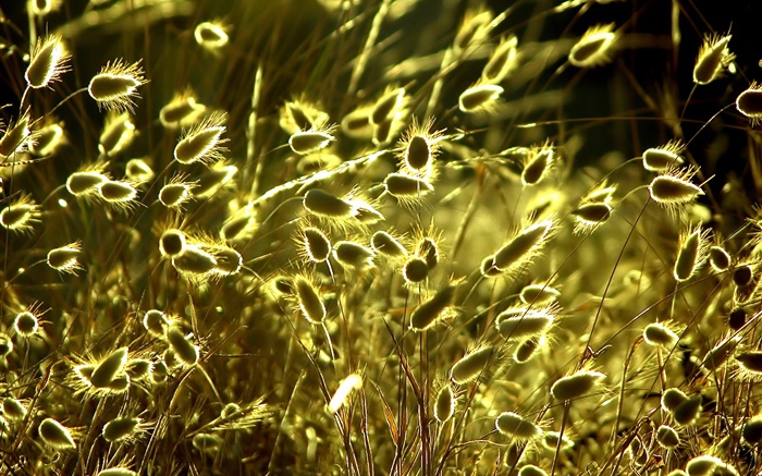 plantes naturelles d'été close-up, herbe, soleil Fonds d'écran, image