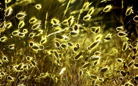 plantes naturelles d'été close-up, herbe, soleil HD Fonds d'écran