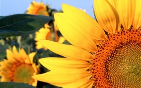 Sunflower close-up, pétales jaunes HD Fonds d'écran
