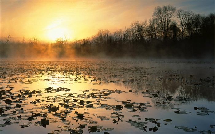 Lever du soleil, étang, arbres, aube, brouillard Fonds d'écran, image