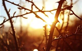 Coucher de soleil, des branches d'arbres, macro photographie HD Fonds d'écran