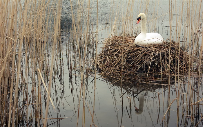 Swan dans les lacs, les mauvaises herbes Fonds d'écran, image