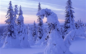 la neige épaisse, les arbres, l'aube HD Fonds d'écran
