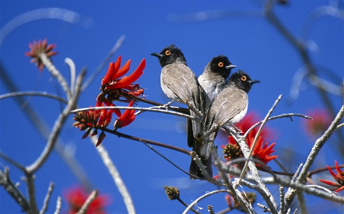 Trois oiseaux, Parc National d'Etosha, Namibie Fonds d'écran, image