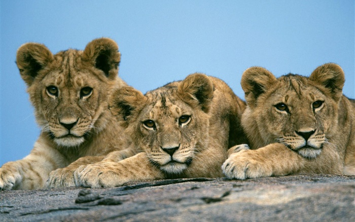 Trois lions mignons Fonds d'écran, image