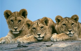 Trois lions mignons
