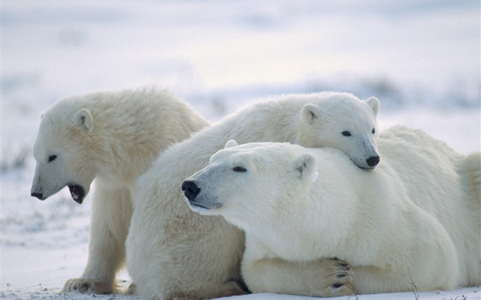 Trois ours polaires, la neige, le froid Fonds d'écran, image