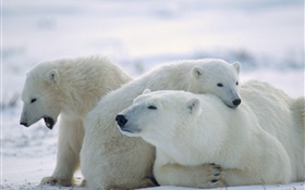Trois ours polaires, la neige, le froid HD Fonds d'écran