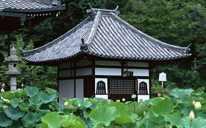 Tokyo, Japon, jardin, temple, étang de lotus Fonds d'écran, image