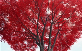 Arbre, feuilles rouges, automne