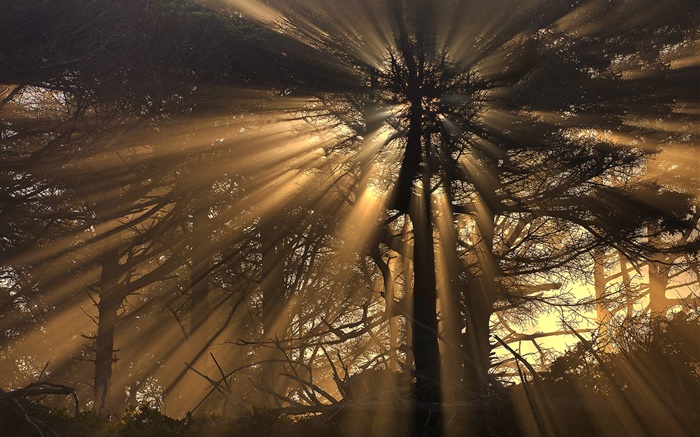 Les arbres, la forêt, les rayons du soleil Fonds d'écran, image