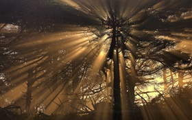Les arbres, la forêt, les rayons du soleil HD Fonds d'écran