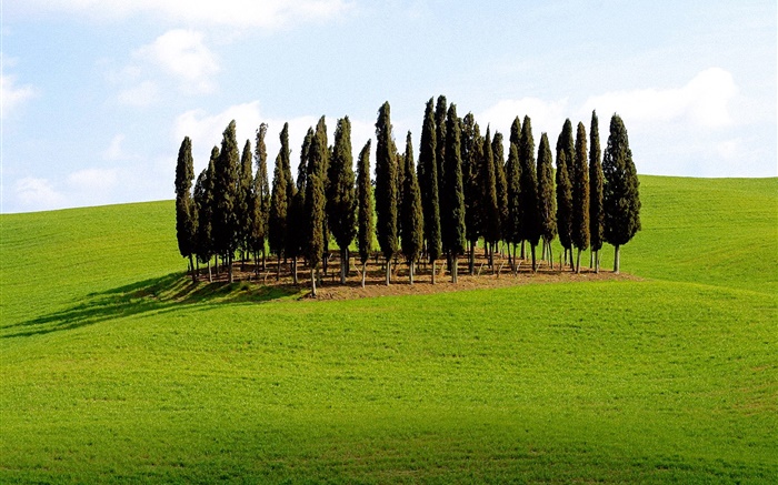 Les arbres, l'herbe, Italie Fonds d'écran, image