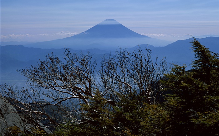 Les arbres, le matin, le Mont Fuji, Japon Fonds d'écran, image