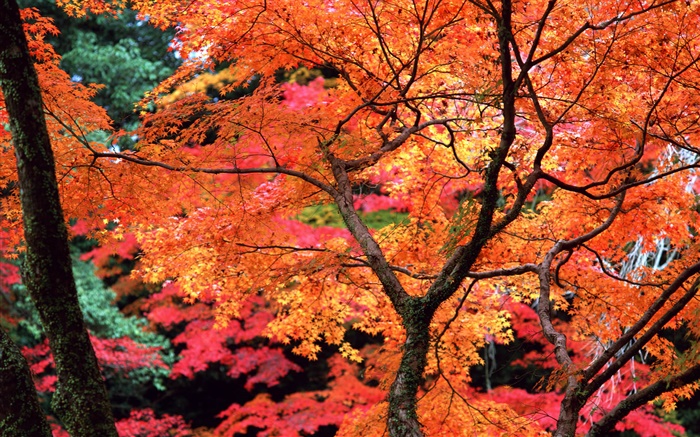 Les arbres, les feuilles rouges, brindilles, automne nature paysage Fonds d'écran, image