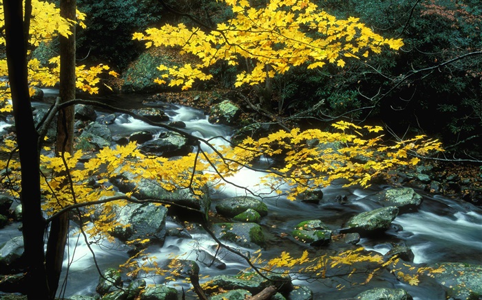 Les arbres, les feuilles jaunes, ruisseau, pierres, automne Fonds d'écran, image