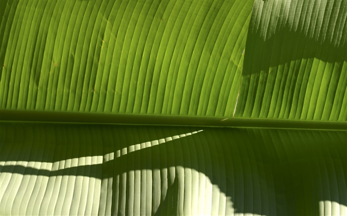 Plante tropicale feuille verte Fonds d'écran, image