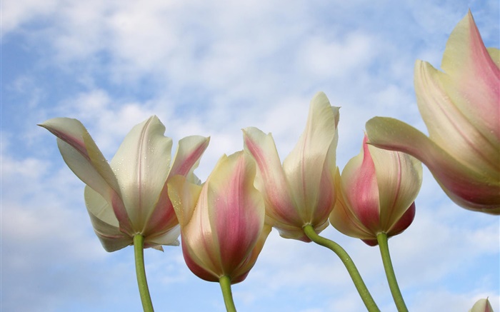 fleurs Tulip close-up, ciel bleu Fonds d'écran, image