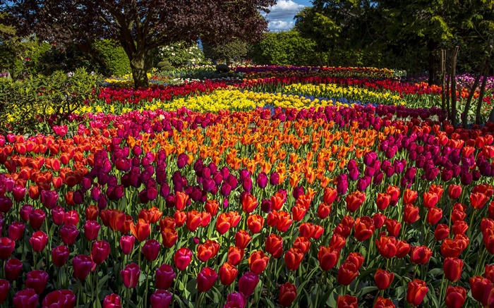 Tulipes, coloré, arbres, parc Fonds d'écran, image