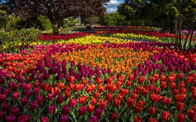 Tulipes, coloré, arbres, parc