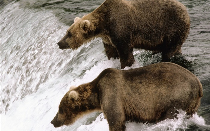 Deux ours dans la rivière, les poissons de chasse Fonds d'écran, image