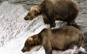 Deux ours dans la rivière, les poissons de chasse HD Fonds d'écran