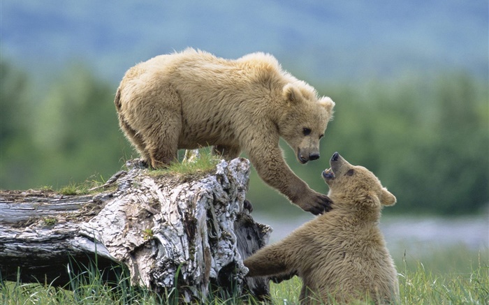 Deux ours jouant jeu Fonds d'écran, image