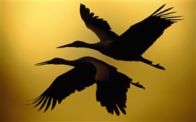 Deux oiseaux voler, coucher de soleil