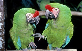 Deux perroquets verts close-up