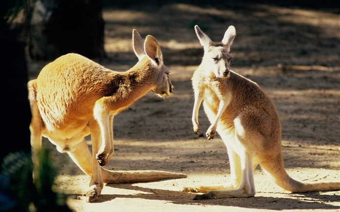 Deux kangourou, Australie Fonds d'écran, image