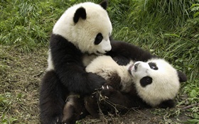 Deux pandas jouant jeu