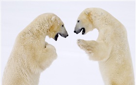 Deux ours polaires face à face