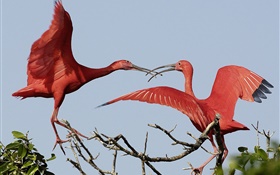 Deux plumes rouges oiseaux