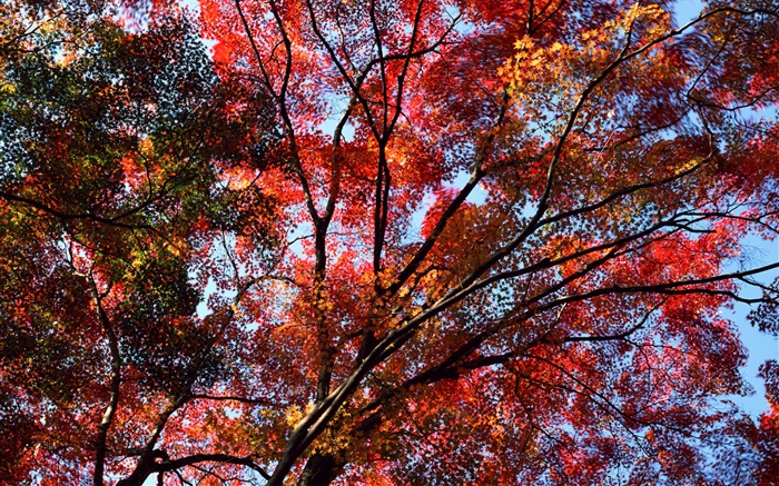 Sous l'arbre pour voir le ciel, feuilles rouges, érable, automne Fonds d'écran, image