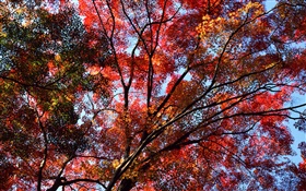Sous l'arbre pour voir le ciel, feuilles rouges, érable, automne HD Fonds d'écran