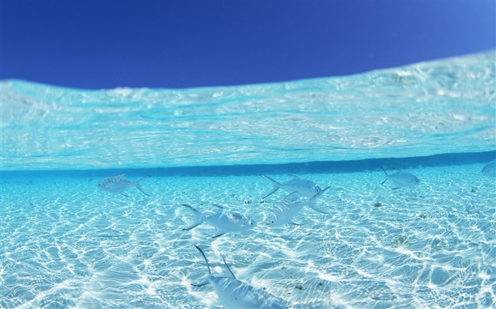 Sous l'eau, mer, poissons tropicaux, Maldives Fonds d'écran, image
