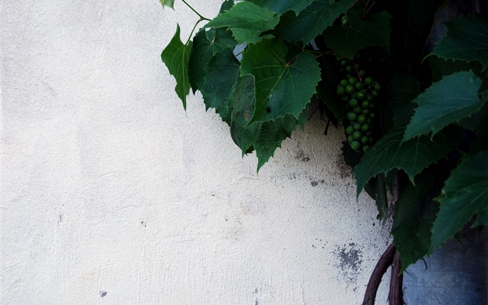 raisins verts Unripe, feuilles vertes Fonds d'écran, image