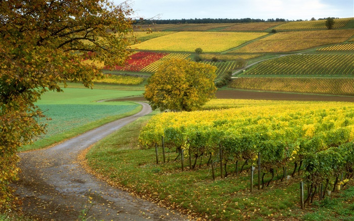 Vignobles, fermes, automne Fonds d'écran, image