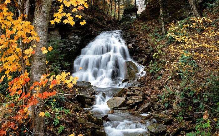 Chute d'eau, ruisseau, arbres, feuilles jaunes, automne Fonds d'écran, image