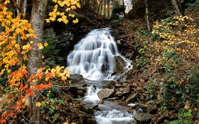 Chute d'eau, ruisseau, arbres, feuilles jaunes, automne HD Fonds d'écran