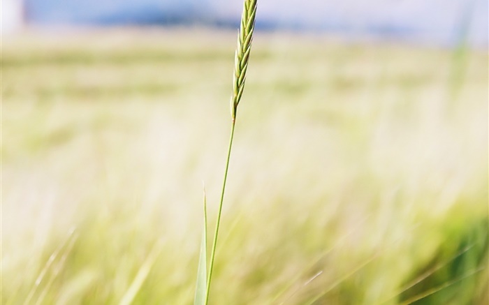 Wheat close-up, domaine agricole, bokeh Fonds d'écran, image