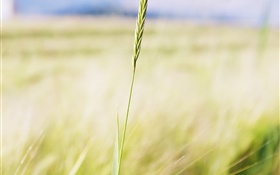 Wheat close-up, domaine agricole, bokeh HD Fonds d'écran