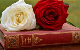 Blanc et rose rouge fleurs, livre HD Fonds d'écran