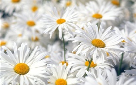 Marguerite blanche fleurs close-up