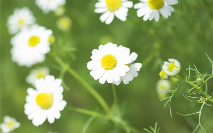 Blanc fleurs de marguerite, fleurs sauvages Fonds d'écran, image