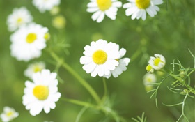 Blanc fleurs de marguerite, fleurs sauvages HD Fonds d'écran